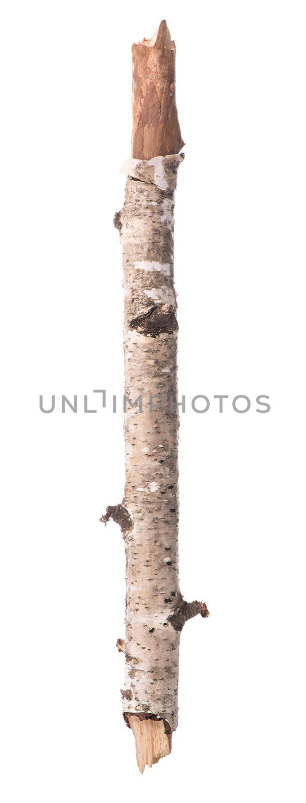 Branch of a birch by Givaga