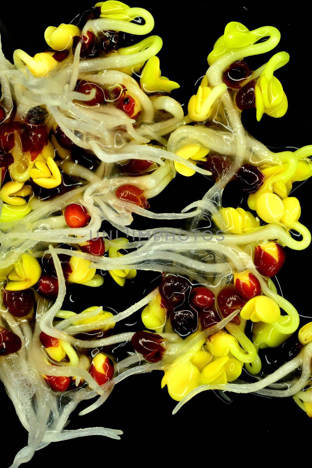 radish sprouts, closeup of the germs by Jochen