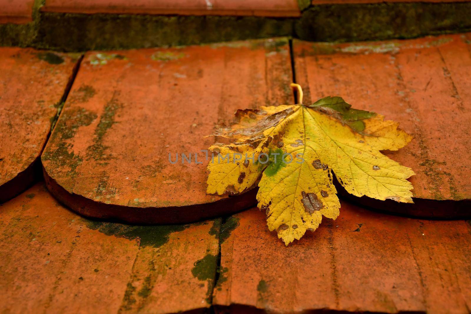 autumnal colored maple leaf on a roof