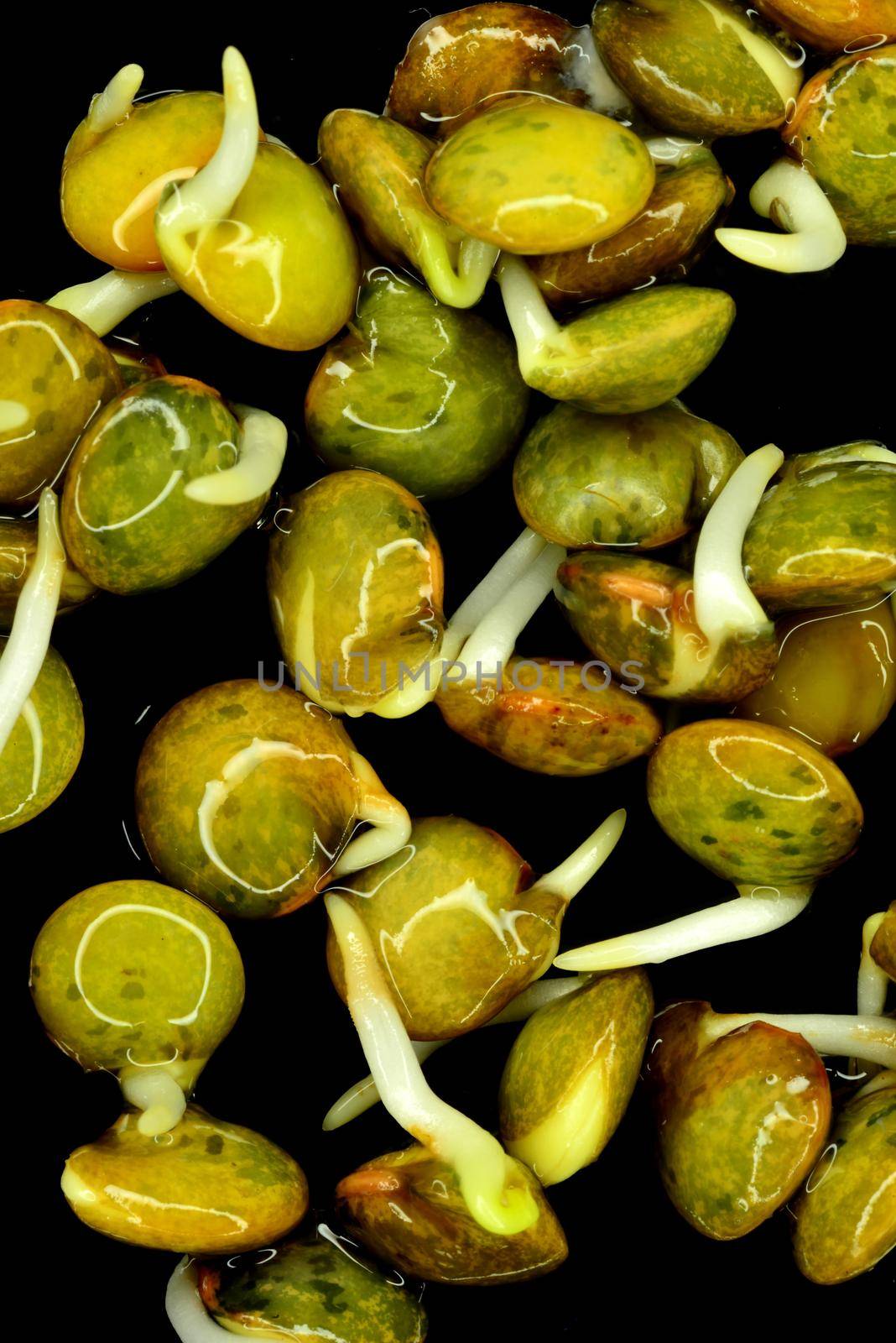 lentil sprouts, closeup of the germs