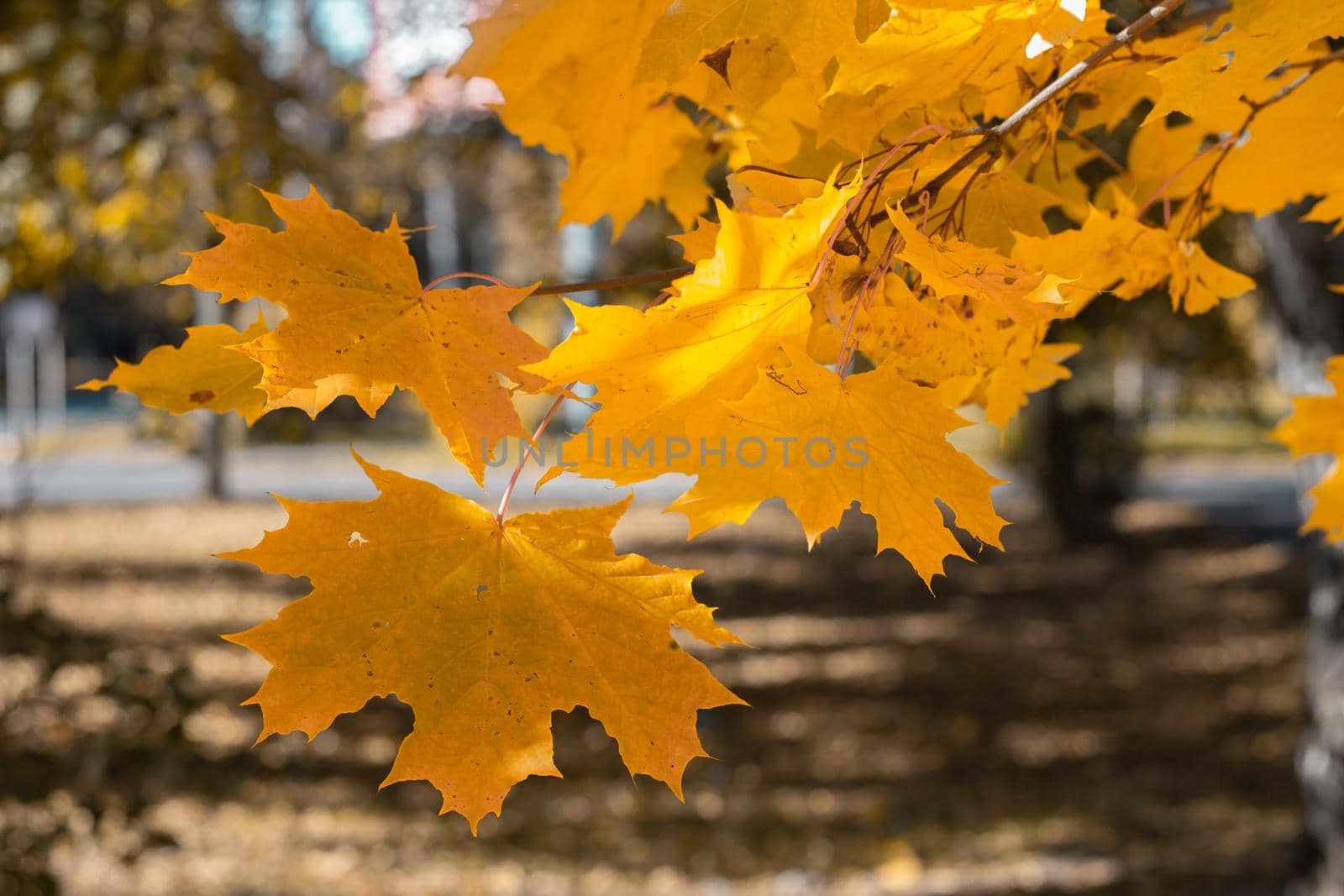 Yellow leaves on a tree. Yellow maple leaves on a blurred background. Golden leaves in autumn park. by Bobir