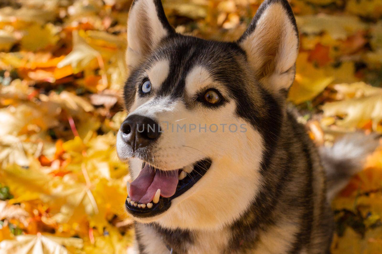 Close-up portrait of a head of a dog breed husky on a background of autumn yellow leaves. High quality photo