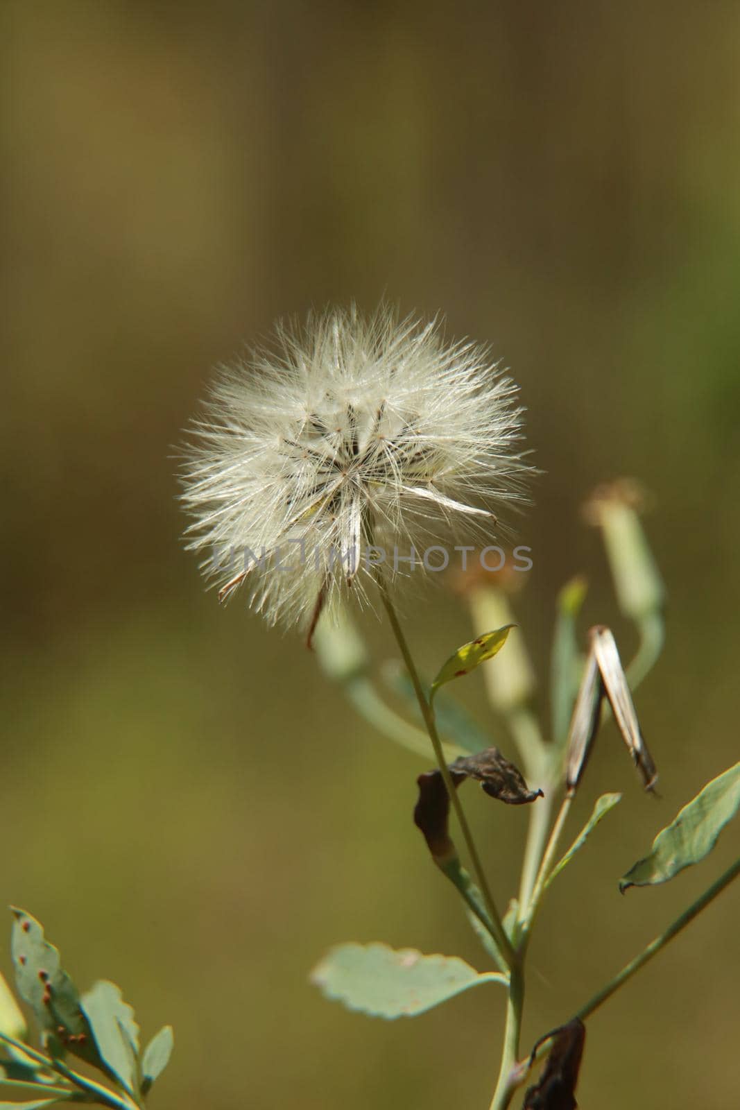 conde, bahia, brazil - october 8, 2021: dandelion flower - taraxacum officinale - is seen in a rural area in the town of Count.