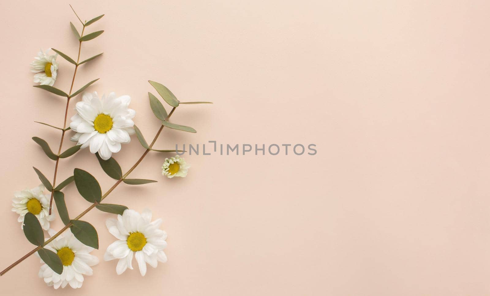 Copy space blooming flowers Picture on pik. Resolution and high quality beautiful photo
