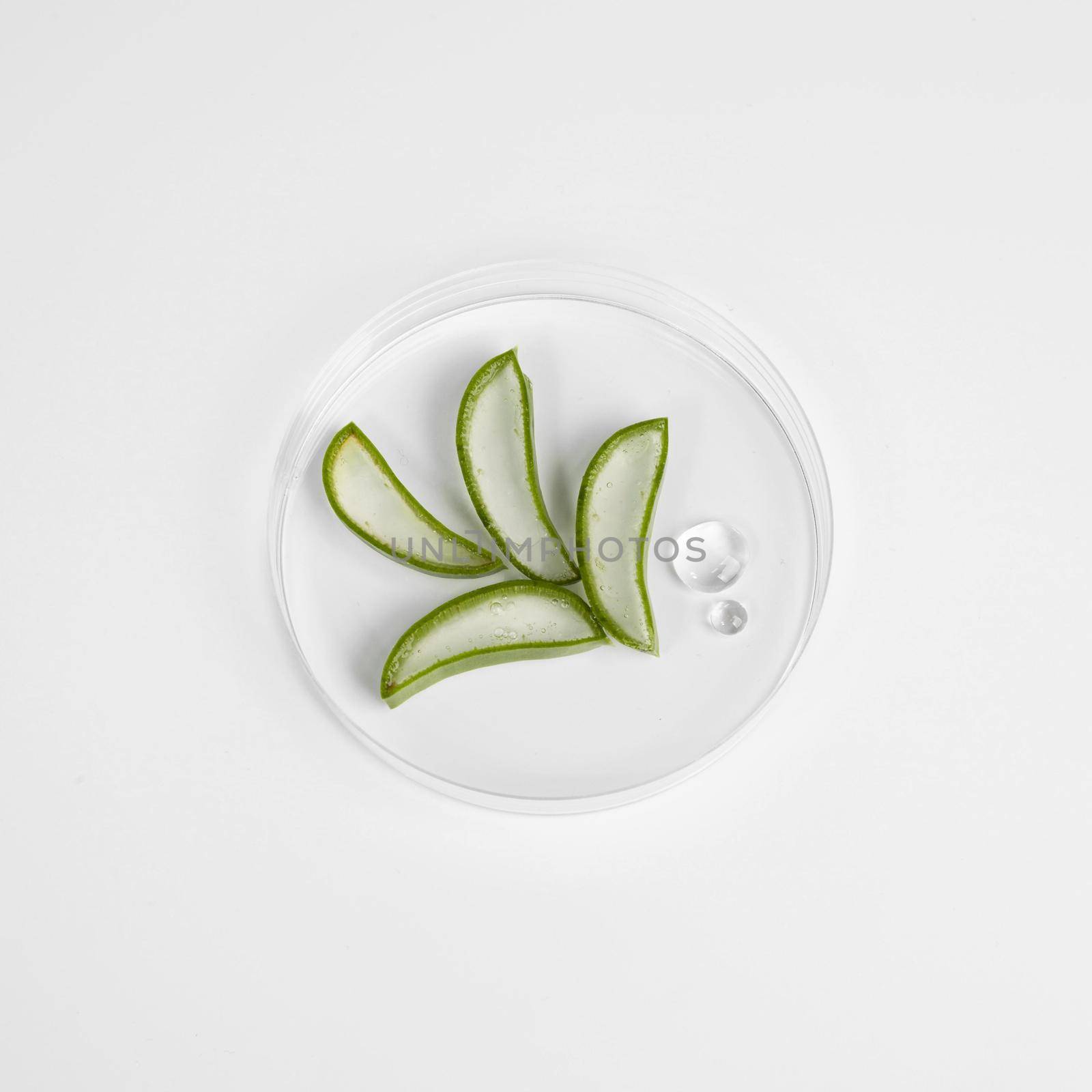 close up view aloe vera beauty concept 2. Resolution and high quality beautiful photo