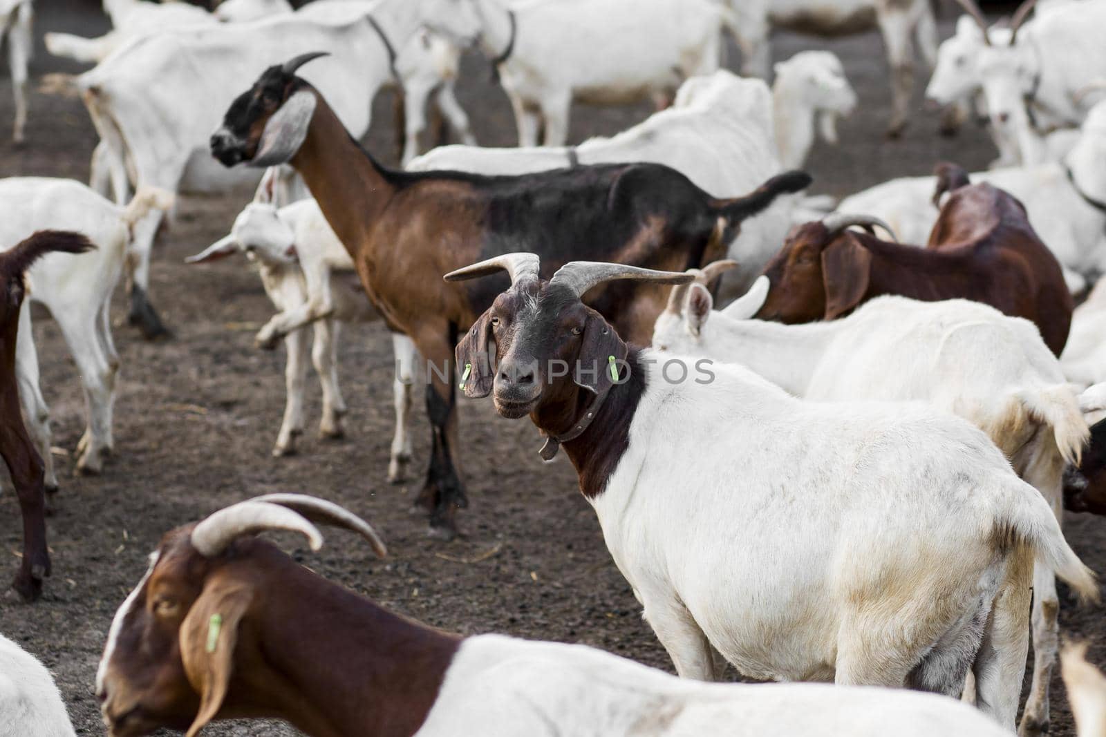 close up farm with goats. Resolution and high quality beautiful photo