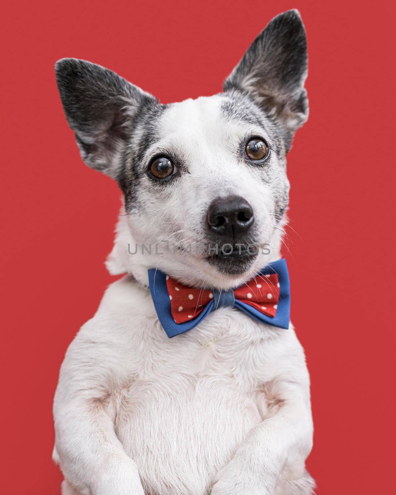 close up view beautiful dog with bow tie. Resolution and high quality beautiful photo