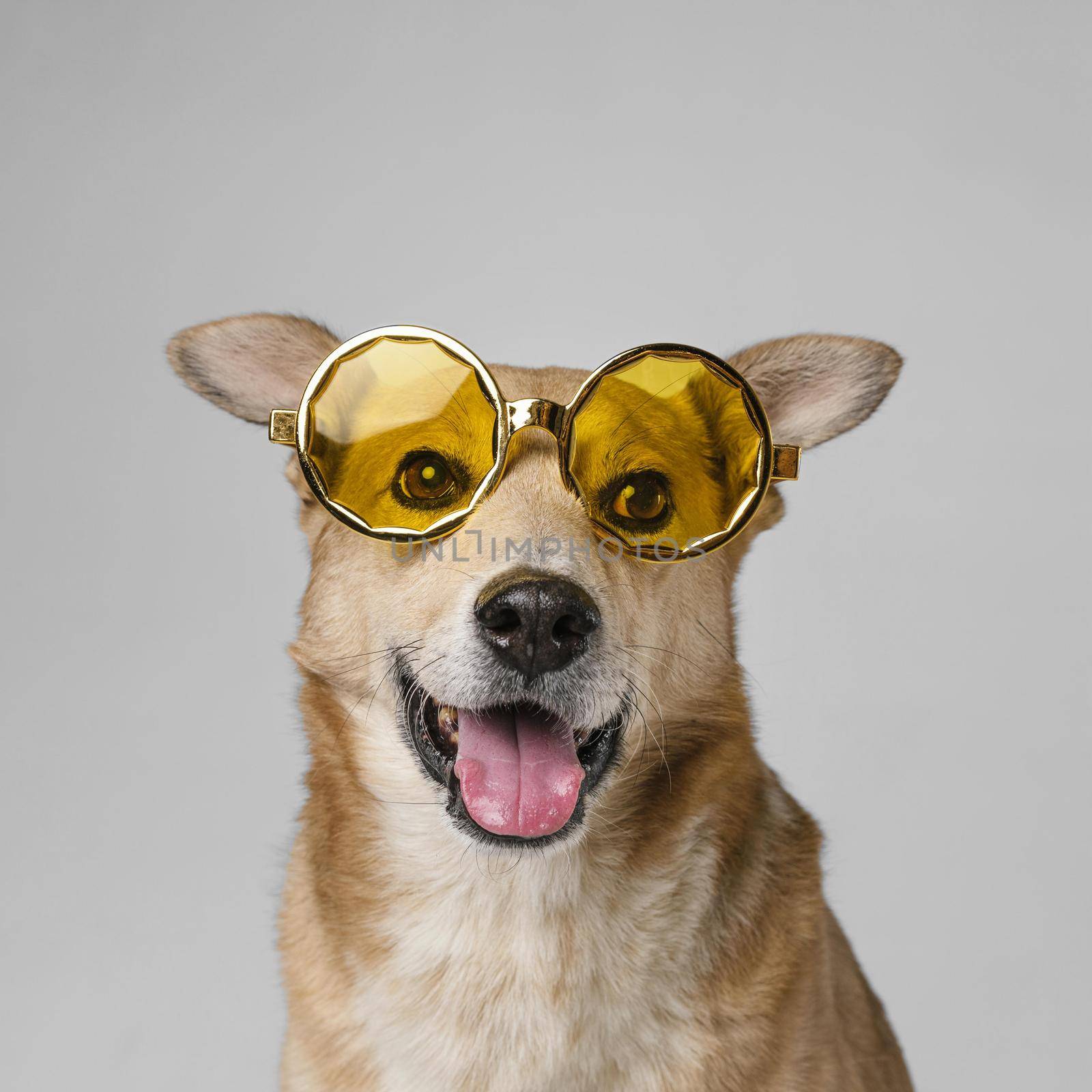 cute smiley dog wearing sunglasses. High quality beautiful photo concept by Zahard