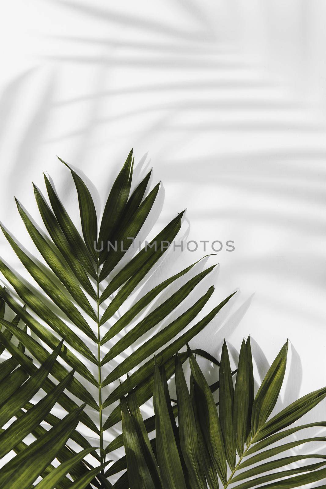 abstract minimal concept leaves shadows. High quality beautiful photo concept by Zahard