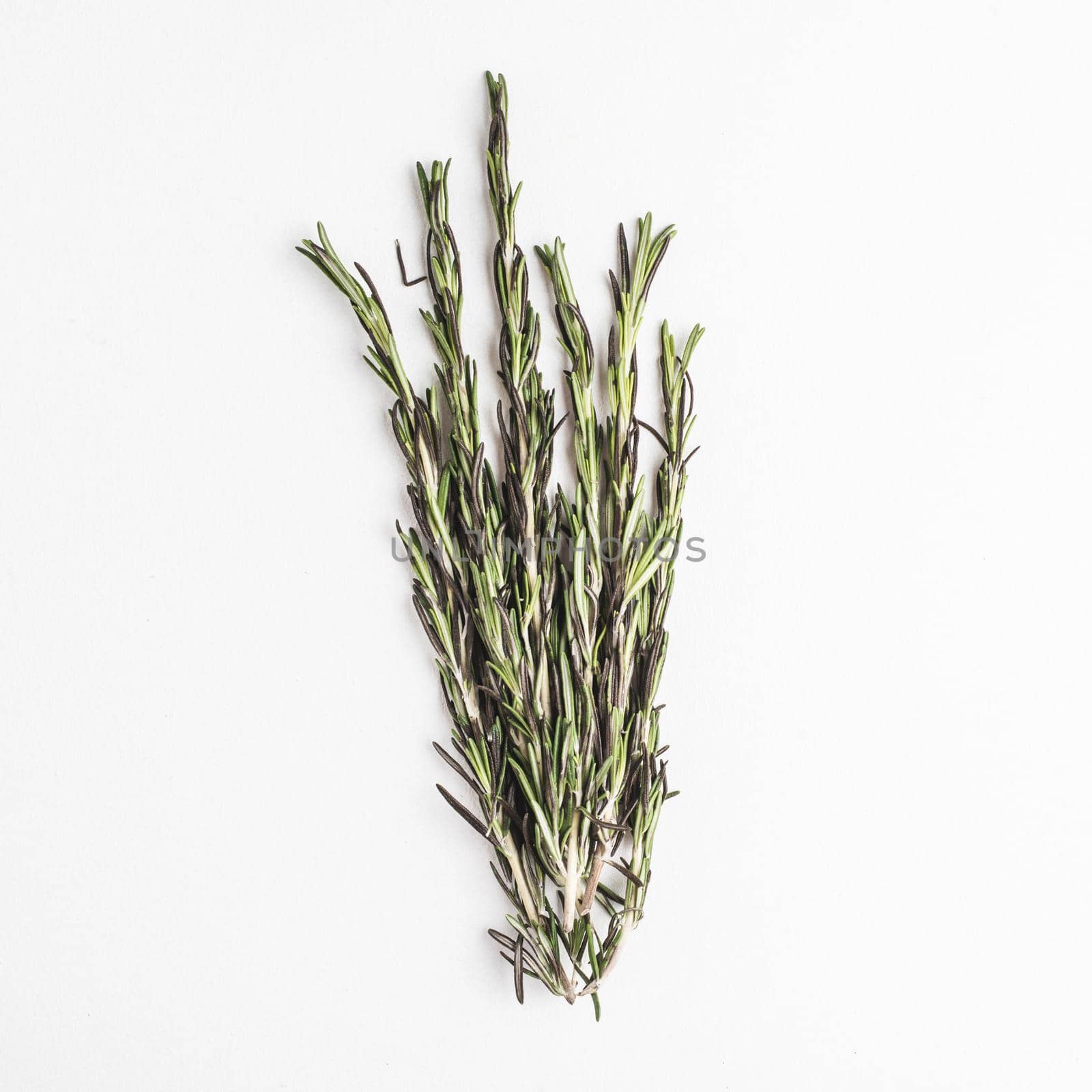 bunch fresh rosemary 2. Resolution and high quality beautiful photo