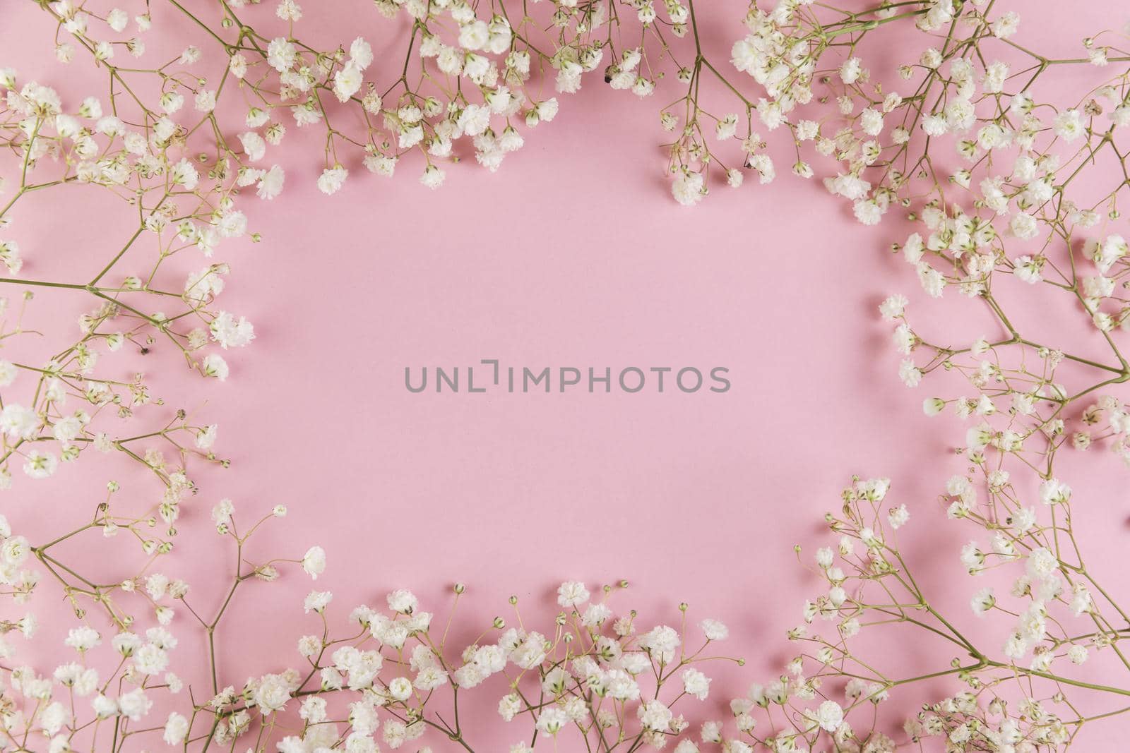 blank space writing text with fresh white gypsophila flower against pink background. Resolution and high quality beautiful photo