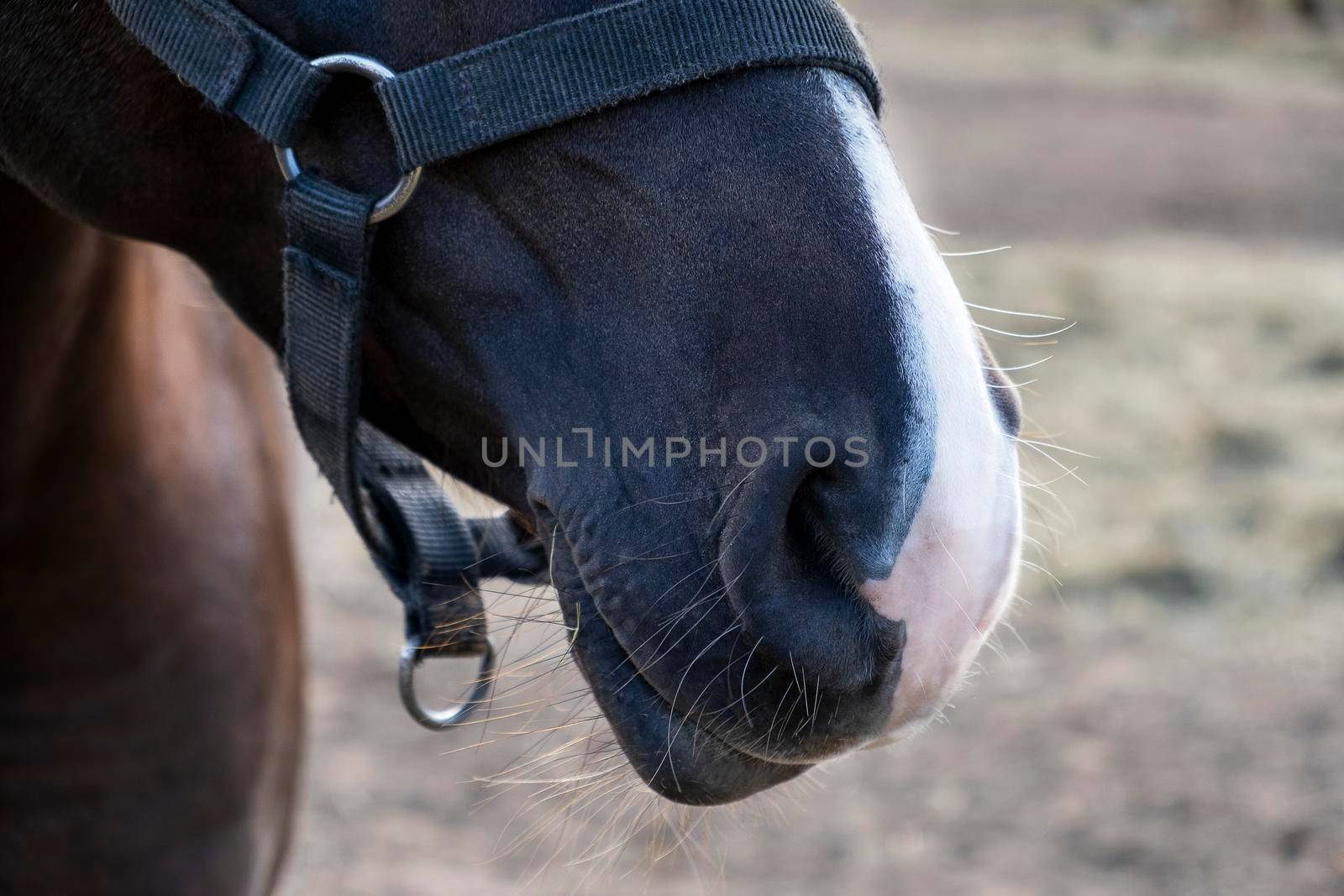 Close-up of muzzle of chestnut horse with white nose. Selective focus.