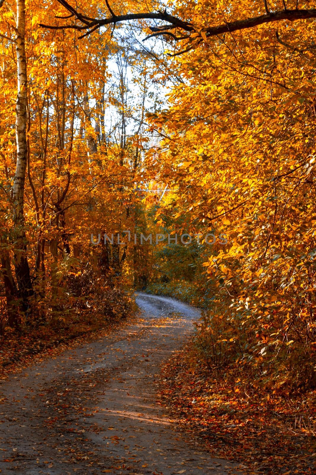Beautiful autumn landscape with fallen dry yellow leaves, road through the forest and yellow trees by Bobir