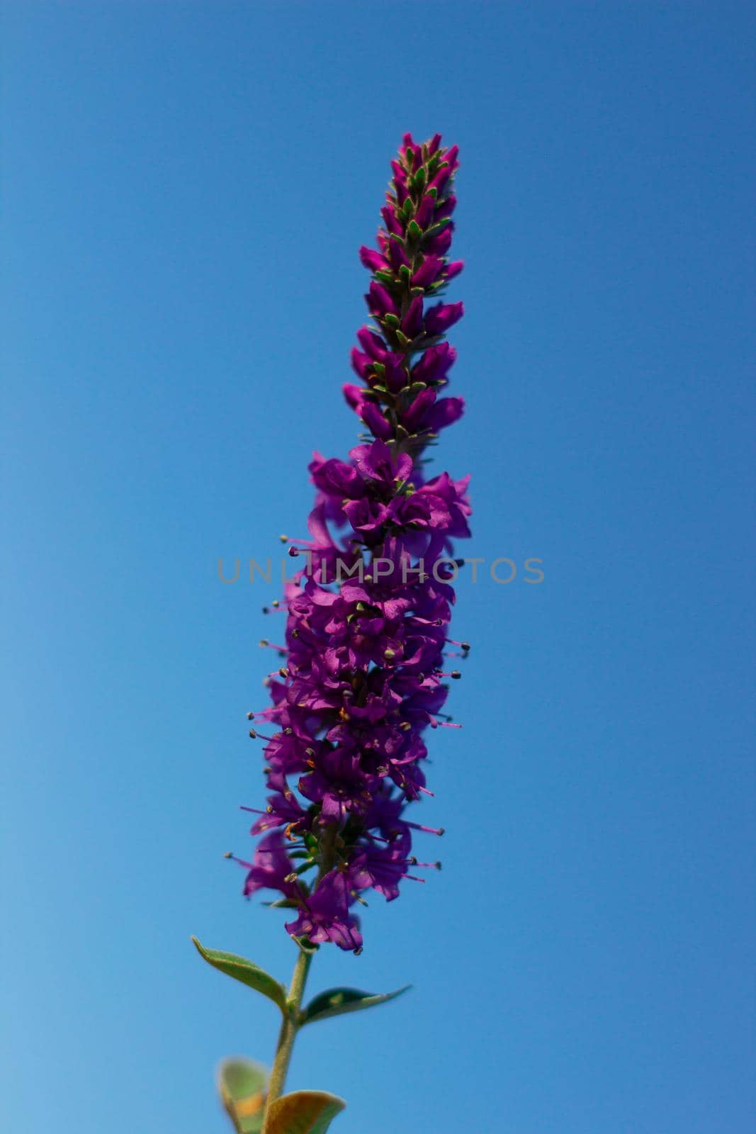 Purple small flowers with slender stems. Against the blue sky on. High quality photo
