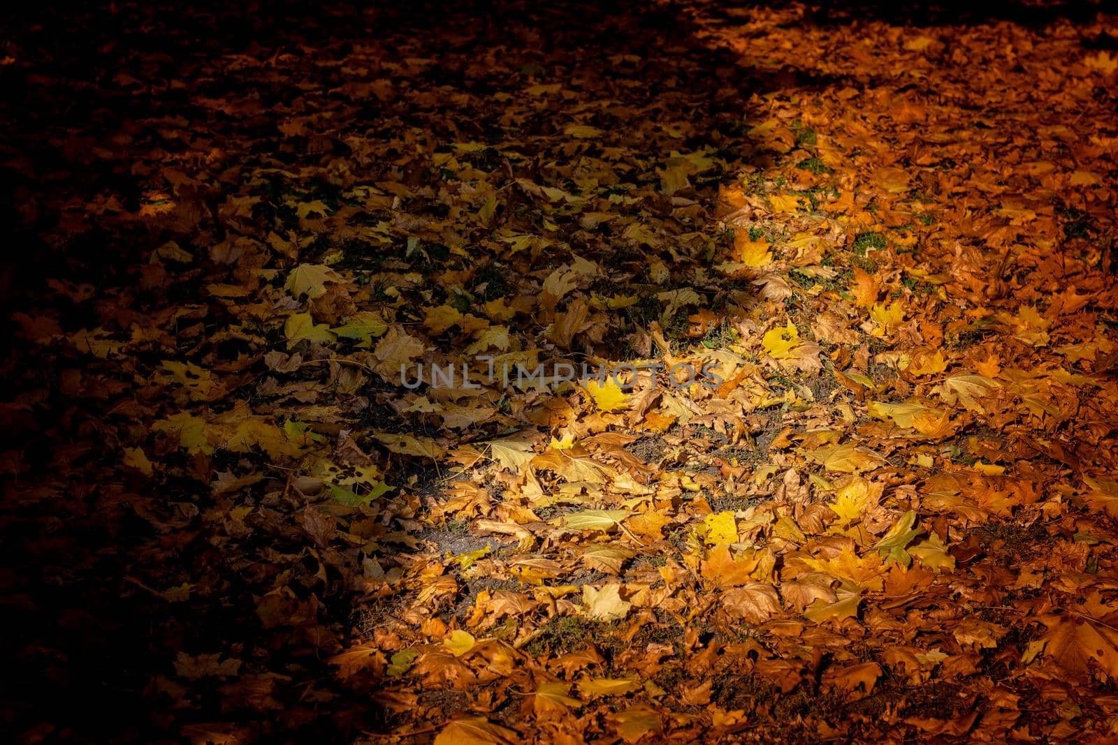 Colorful image of fallen autumn leaves.Autumn mood. High quality photo