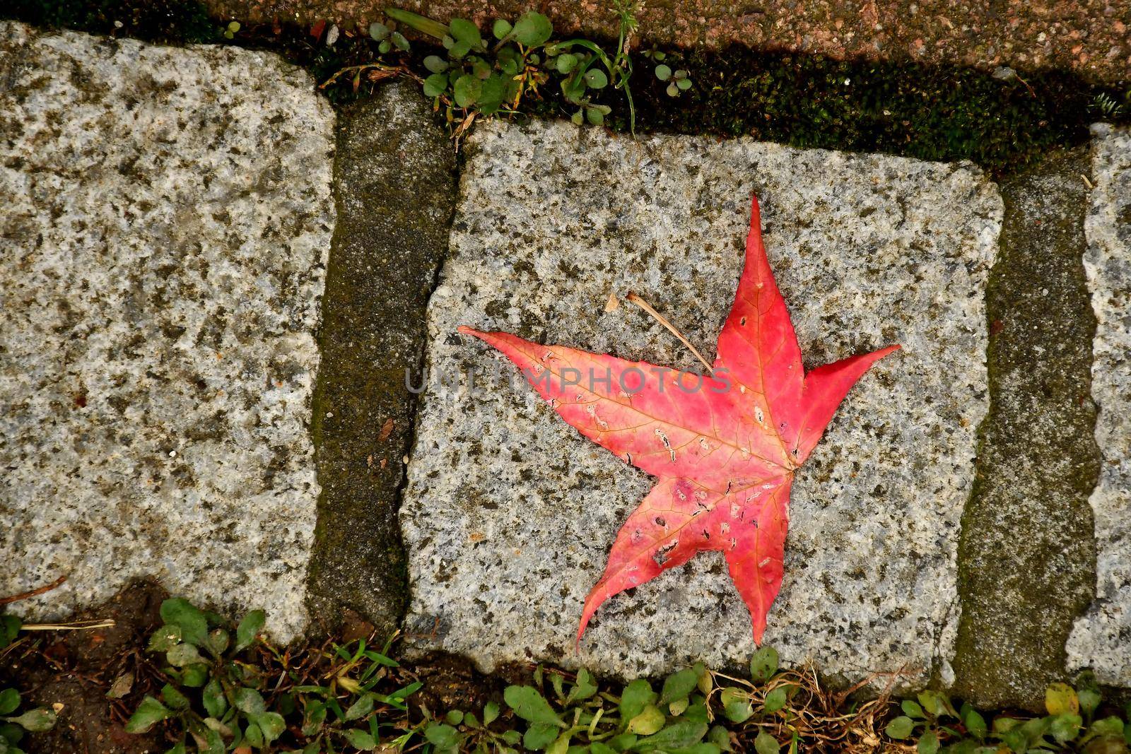 autumnal colored japanese maple leaf on a stone