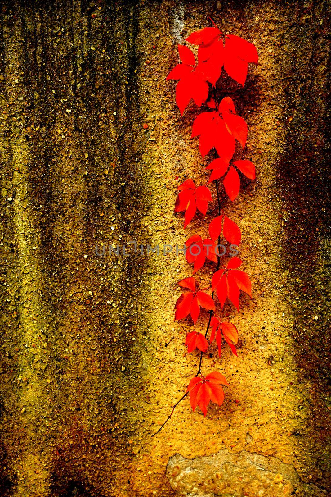 wild wine leaves in autumnal colors on a concret wall