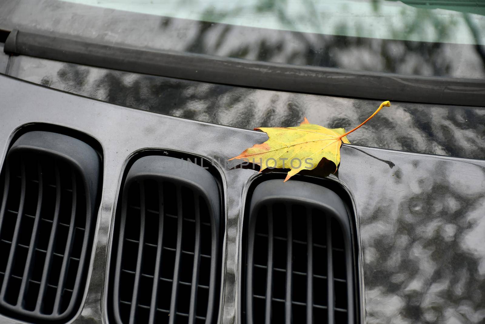 autumnal colored maple leaf on a car engine hood