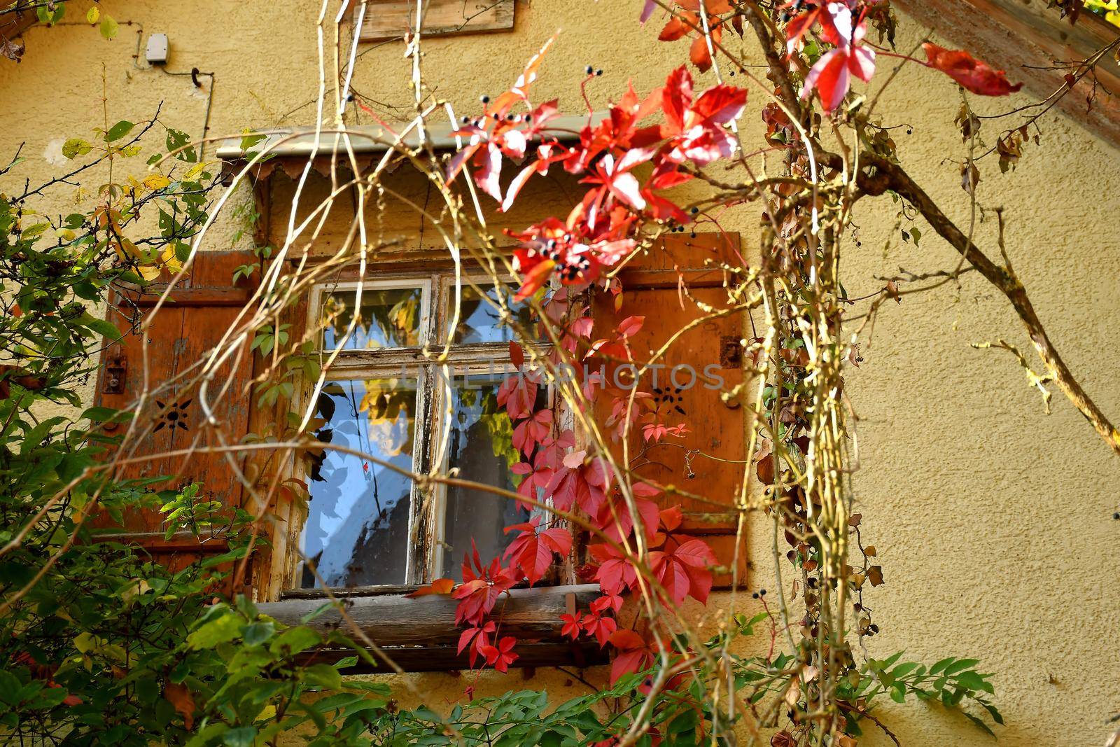 window of an old house overgrown with wild wine by Jochen