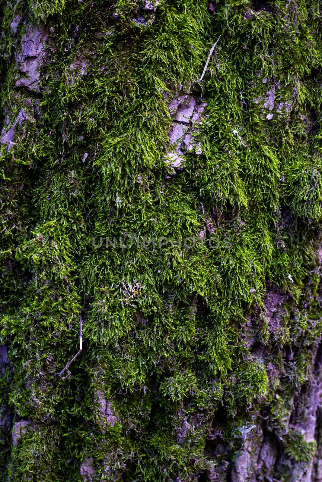 The texture of a tree overgrown with moss by Bobir