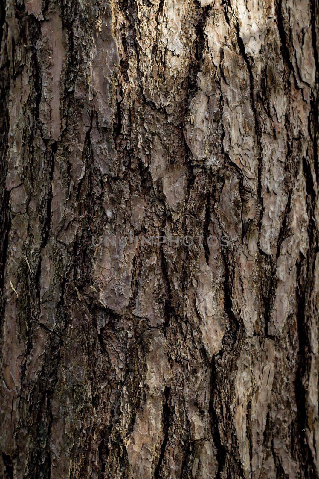 The bark of a large old tree in the forest. High quality photo