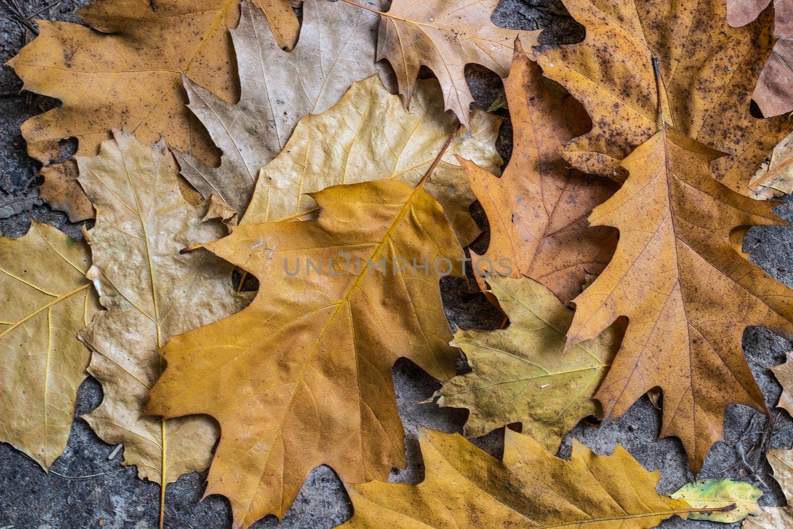 Pile of fallen leaves in the floor during autumn by Bobir