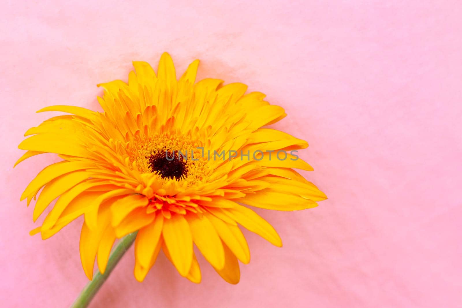 yellow gerbera flower on a pink background