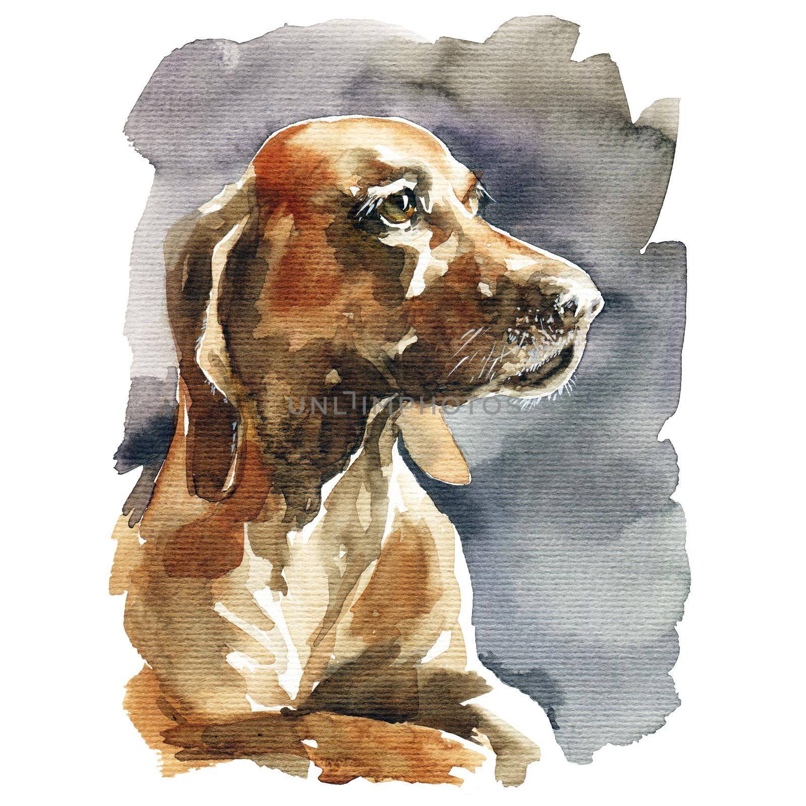 Watercolor illustration - portrait of brown basset hound dog, hand drawn sketch on white background