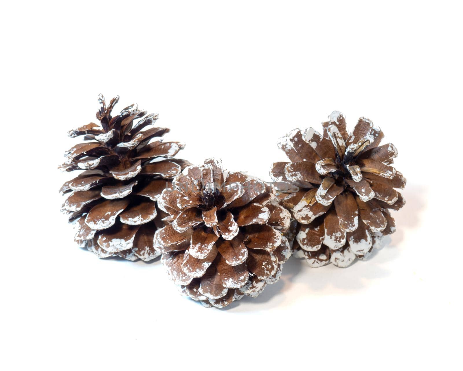 New Year's decoration , pine cones in the snow. 