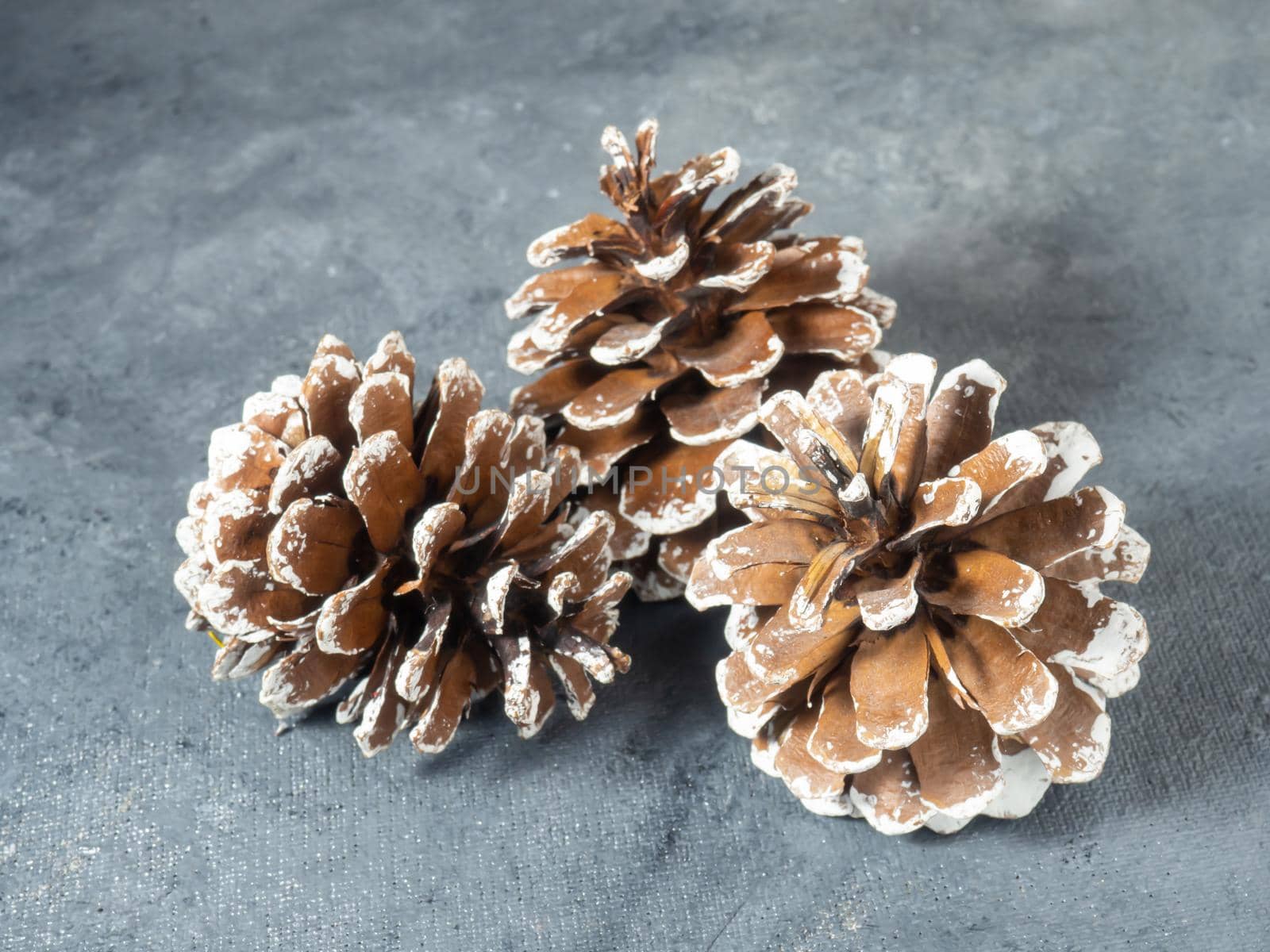 the pine cone lies on a gray background. Snow, forest, christmas decoration, new year,
