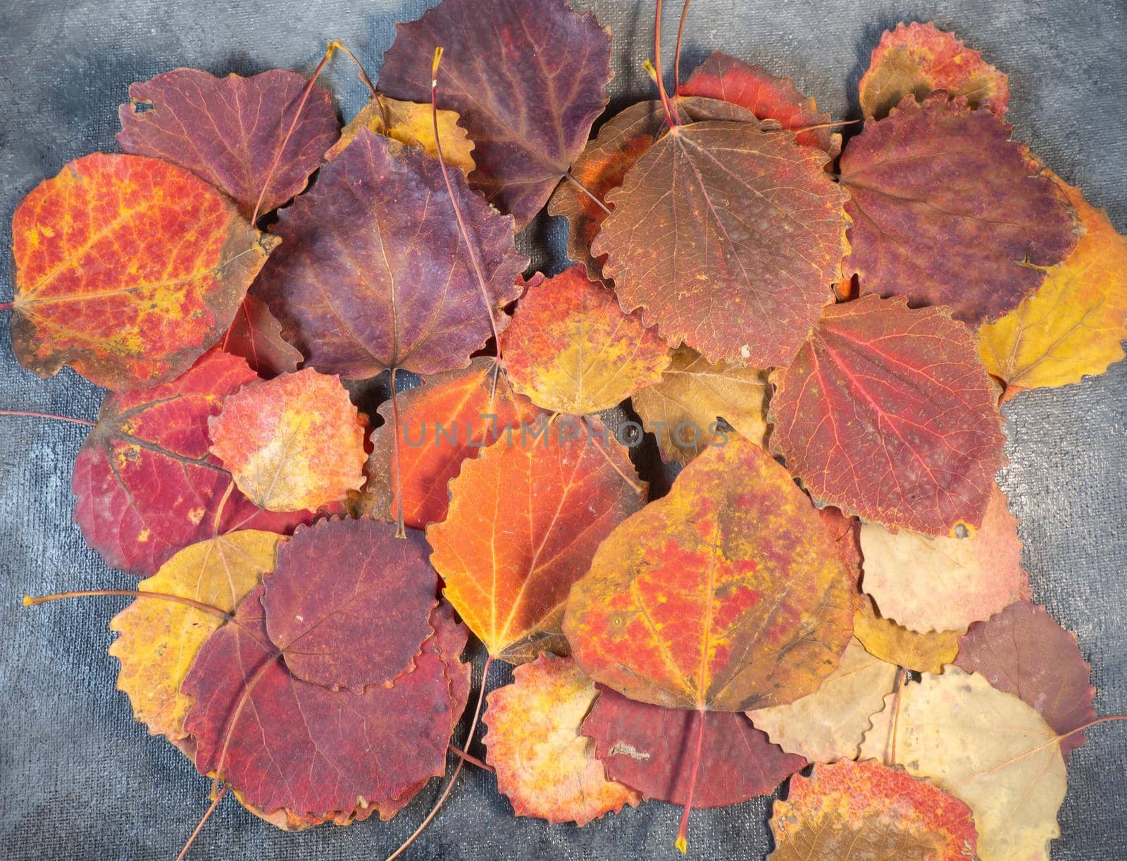 Red aspen leaves lie on a gray background. Autumn pattern