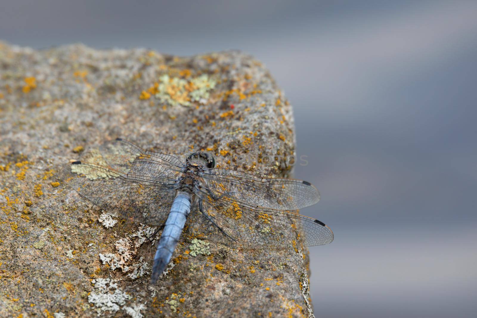 Southern skimmer dragonfly - Orthetrum brunneum by artush