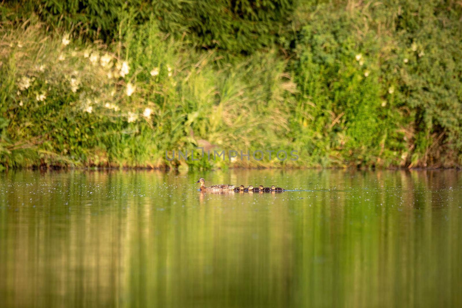 duck mallard on pond, Czech Republic, Europe wildlife by artush
