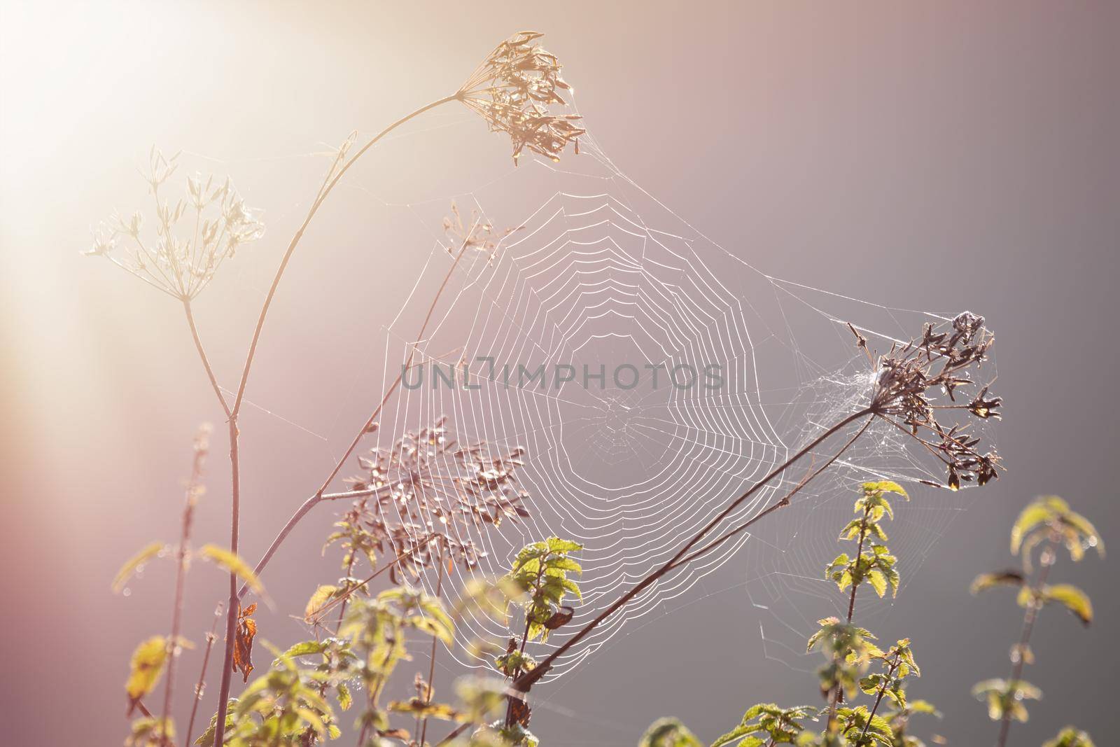 Close-up of a cobweb, spider web in sun, idyllic landscape and fog during sunrise in the morning