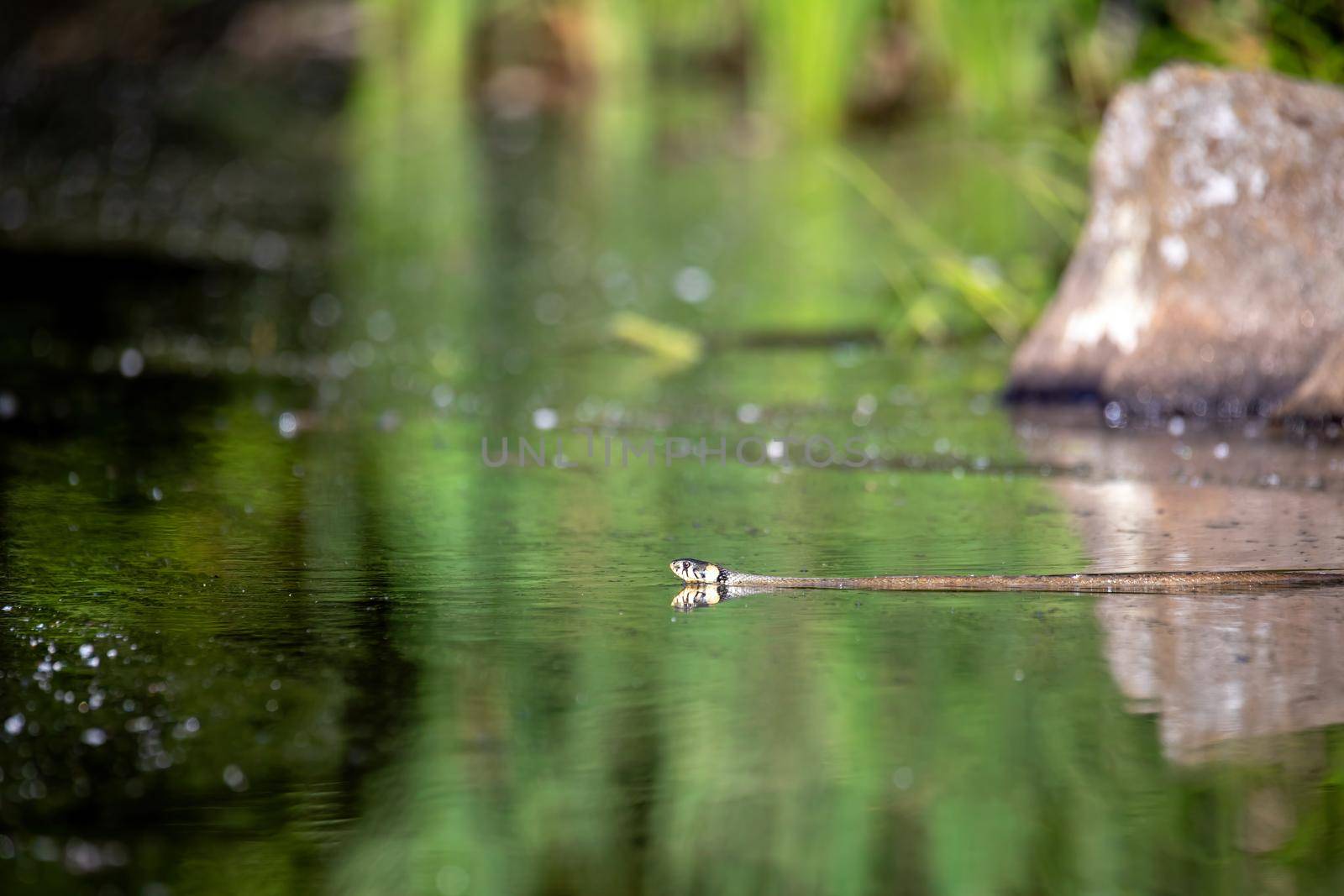 The grass snake Natrix natrix swims in the water with green reflection, fishing for fish. Czech Republic, Europe wildlife