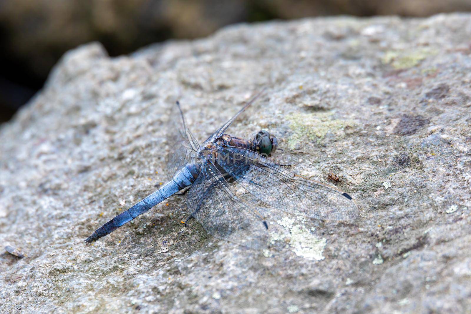Southern skimmer dragonfly - Orthetrum brunneum sitting on stone, Czech Republic, Europe wildlife