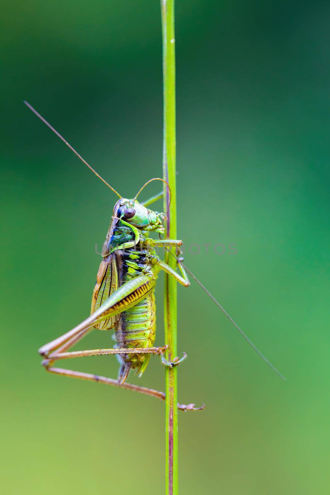 nsect Roesel's Bush-cricket on a green grass leaf by artush