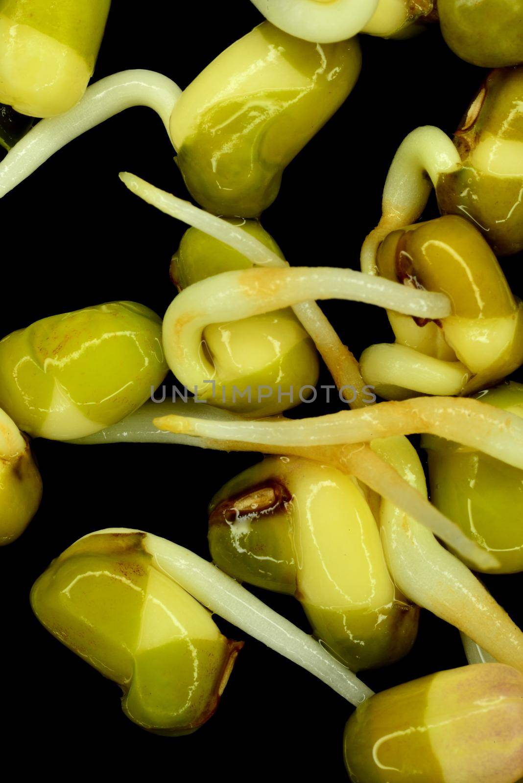 soybean sprouts in a macro