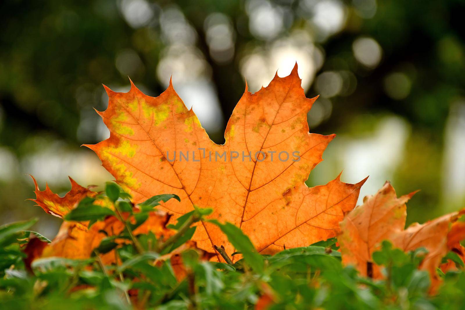 autumnal colored maple leaf in backlit on a green bush