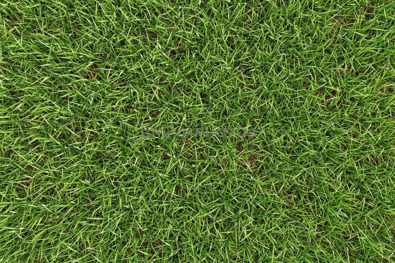 Closeup green grass texture background. Nature and environment backdrop concept. 3D illustration rendering