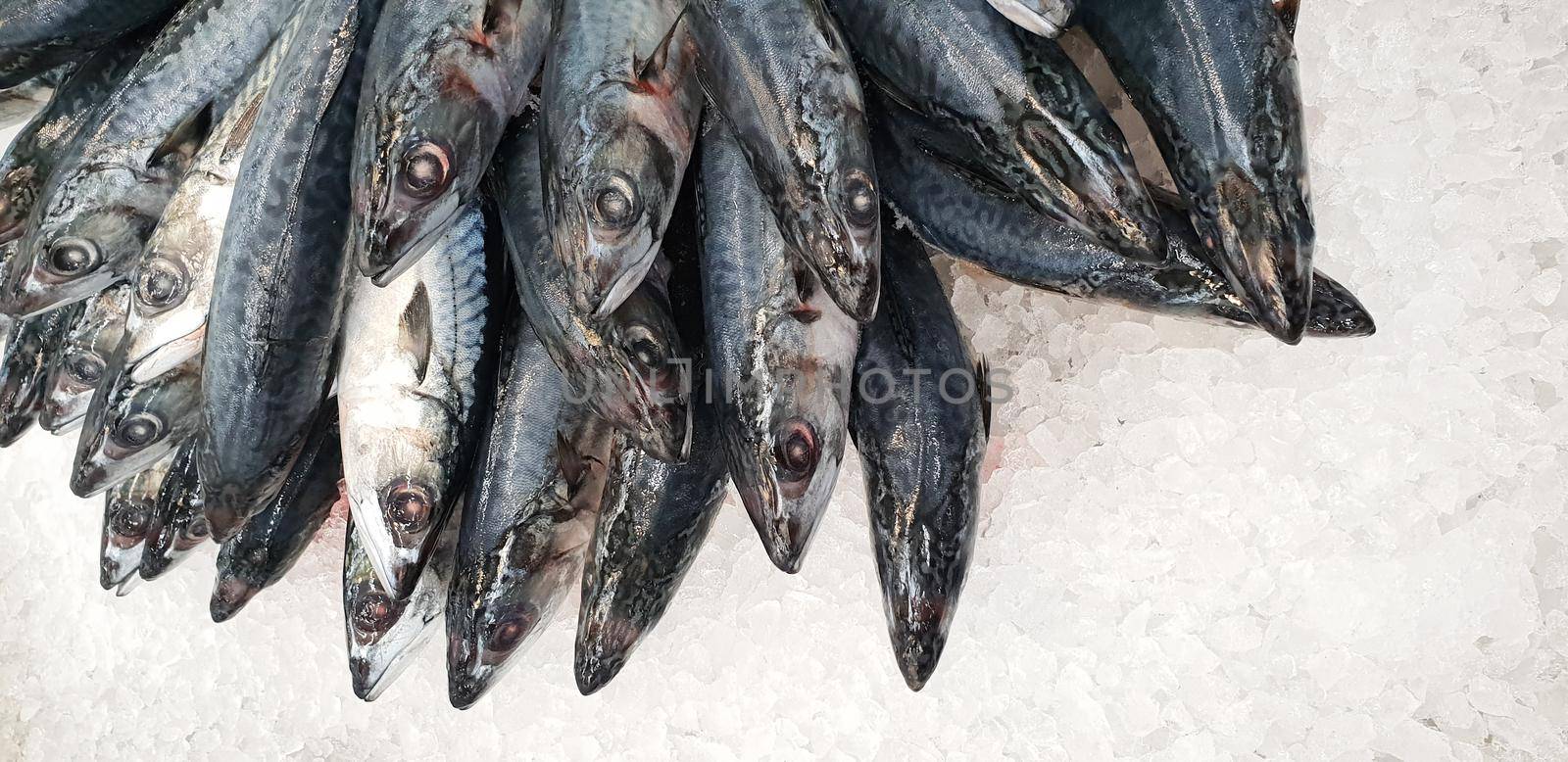Mackerel on ice in the supermarket. Dead raw frozen Japanese fish called Saba for cooking. Fresh sea saltwater unpacking scomber fish with nutrition and omega 3 on super market shelf for nourish brain