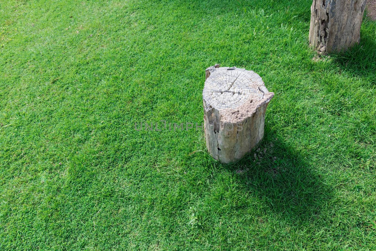 Cut tree on green grass field. Stump background with copy space. Nature and Environment concept. World saving and energy saving theme.