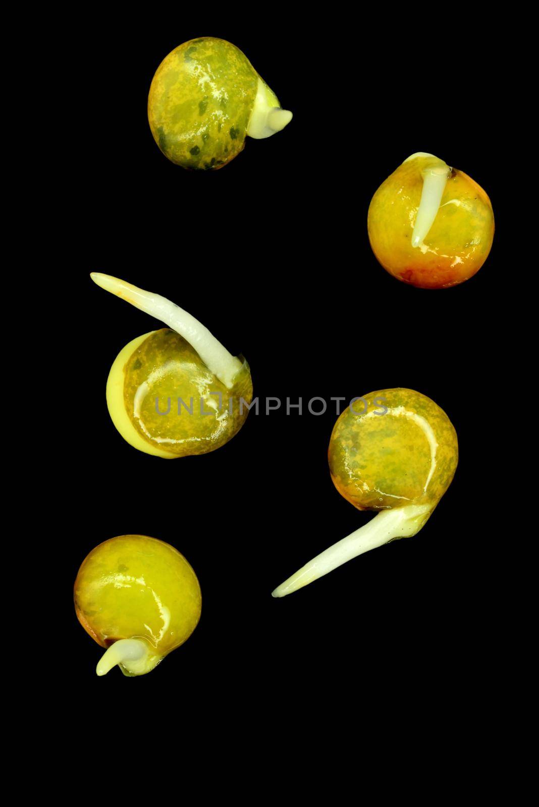 lentil sprouts, closeup of the germs