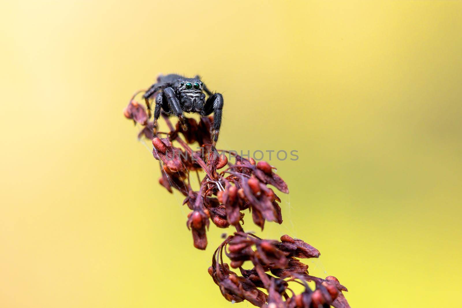 Black Jumper (Evarcha arcuata, jumping spider) crawling on a dry leaf by artush