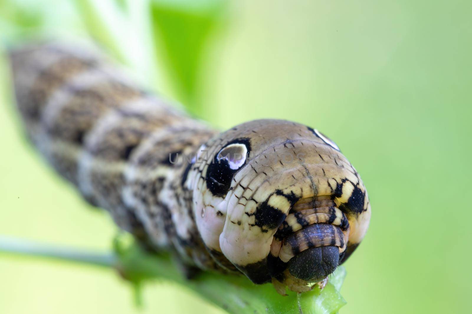 large caterpillars of Deilephila elpenor (elephant hawk moth), Czech Republic , Europe wildlife