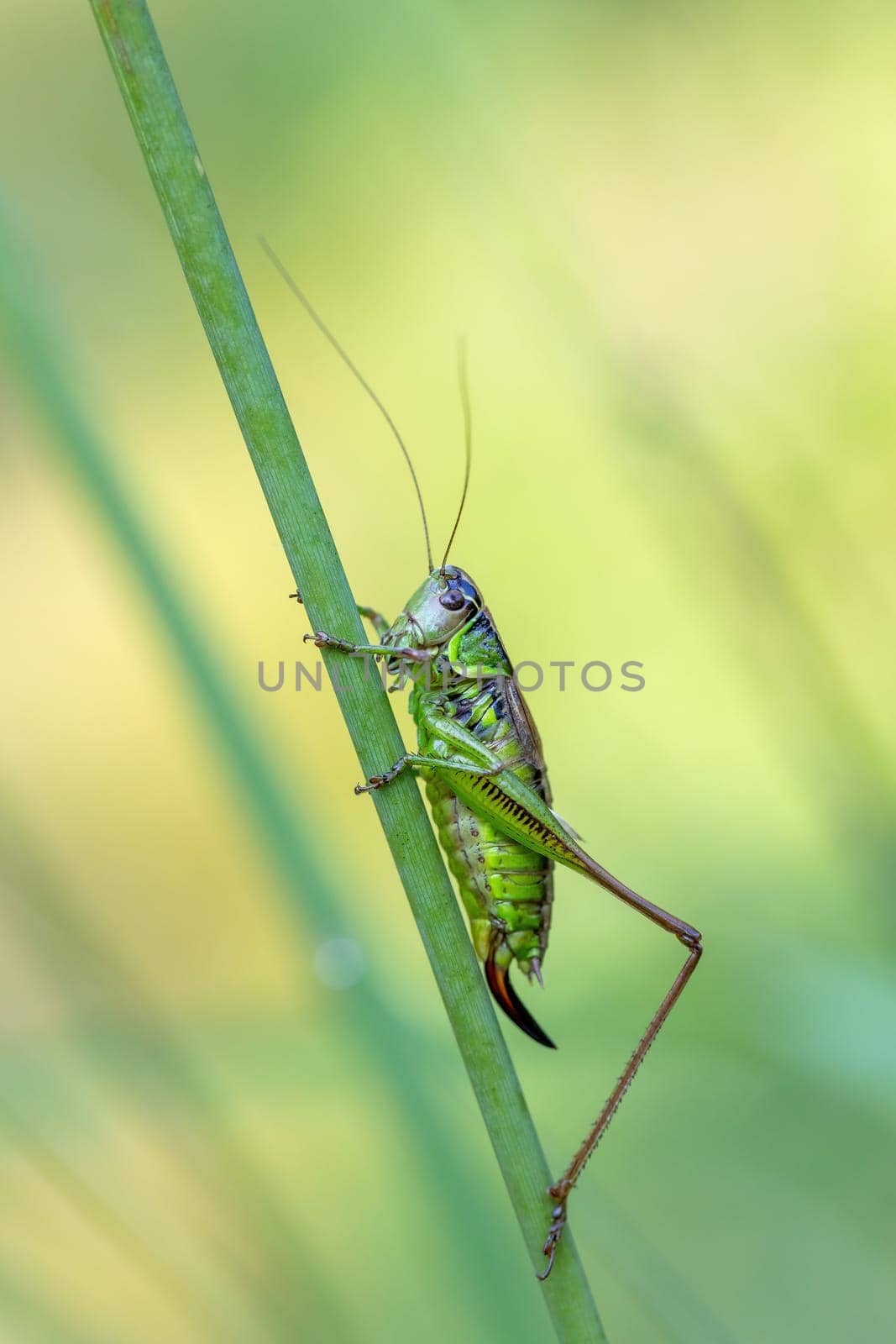 insect Roesel's Bush-cricket on a green grass leaf by artush