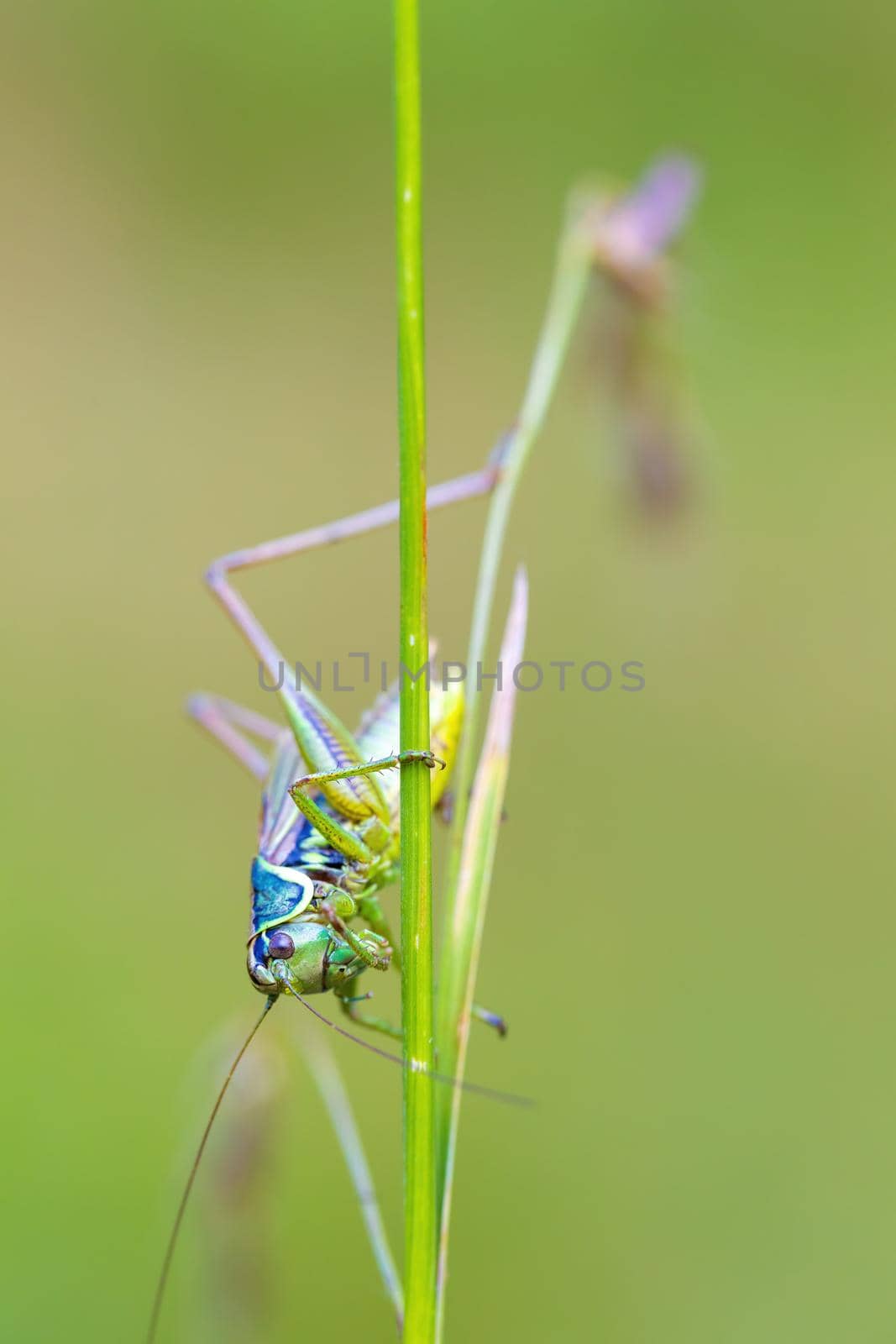 nsect Roesel's Bush-cricket on a green grass leaf by artush