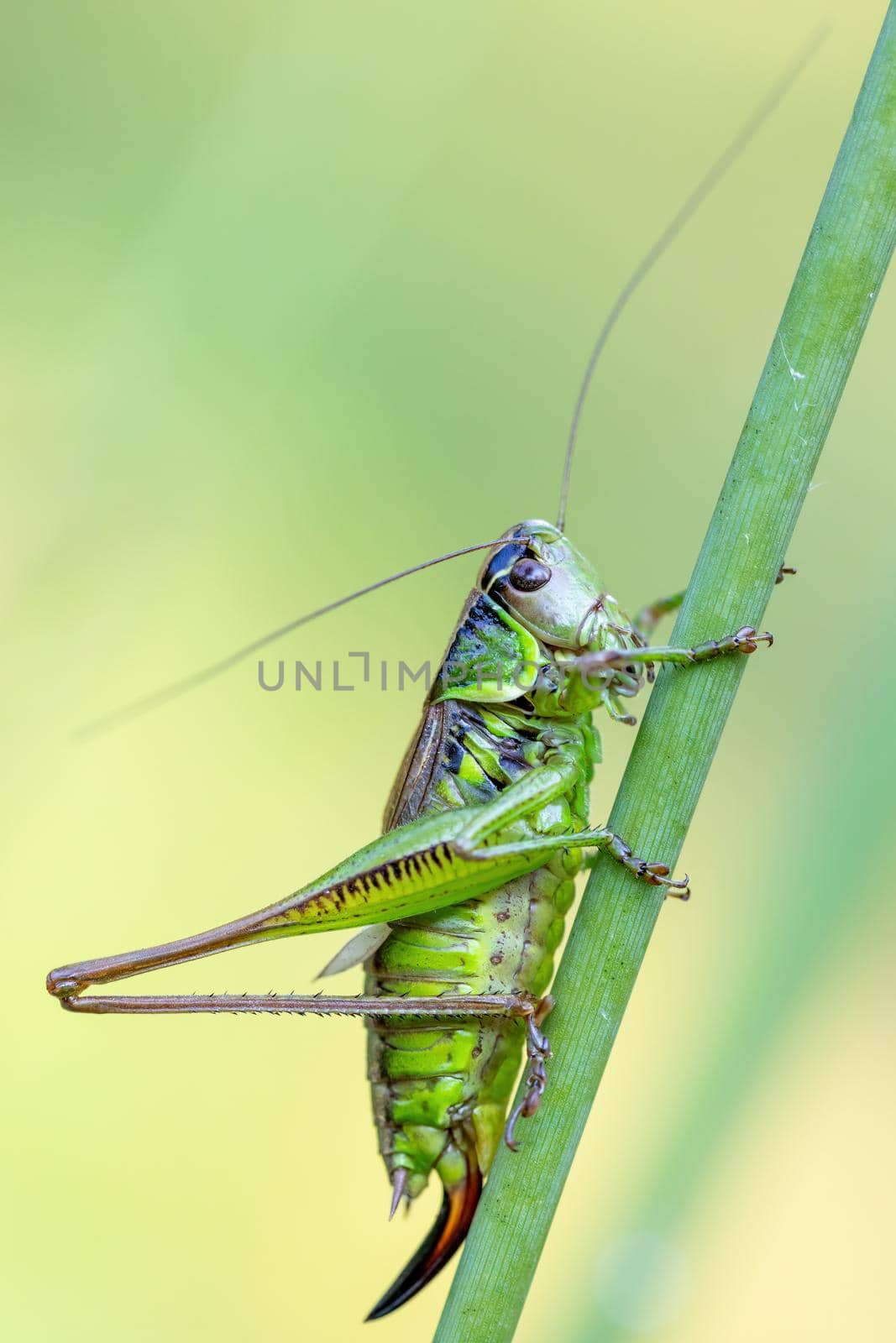 insect Roesel's Bush-cricket (Metrioptera roeselii) perched on a green grass leaf. Czech Republic, Europe wildlife