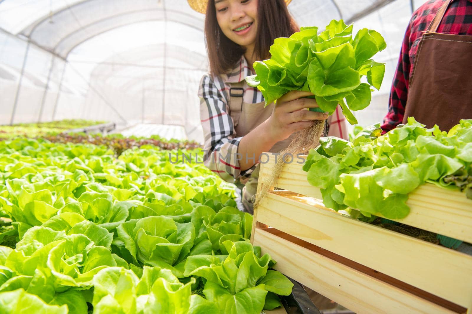 Asian woman hydroponics organic farmer and employee collecting vegetables salad into wooden box with greenhouse. People lifestyles and business. Indoor agriculture and cultivation gardener concept