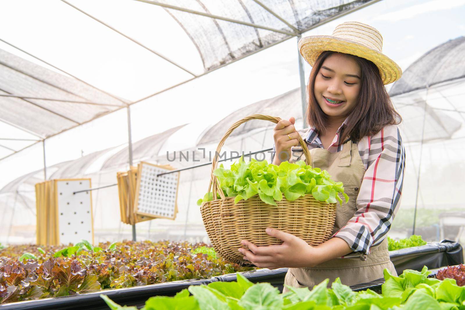 Young Asian hydroponics organic farmer collecting vegetables salad into basket with nursery greenhouse. People lifestyles and business. Indoor agriculture and cultivation  environment gardener concept